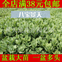 八宝景天科多肉植物怎么养殖