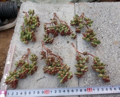 多肉植物半球乙女心