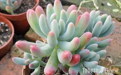 乙女心多肉植物介绍