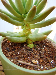 多肉植物爆崽怎么移栽多肉植物如何移栽? -多