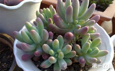 乙女心多肉种植方法
