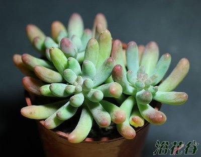 景天科多肉植物怎么养
