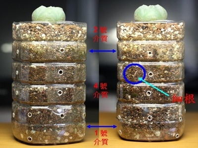 多肉换盆