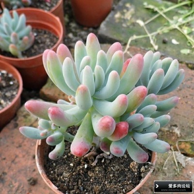 多肉植物乙女心开花么