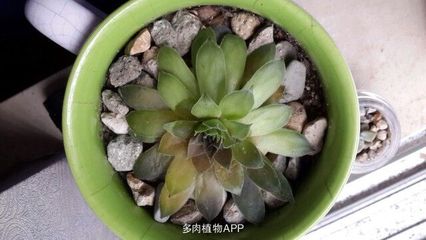 多肉 化水