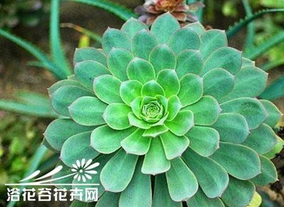 景天科多肉植物浇水方法