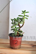 景天科多肉植物老桩