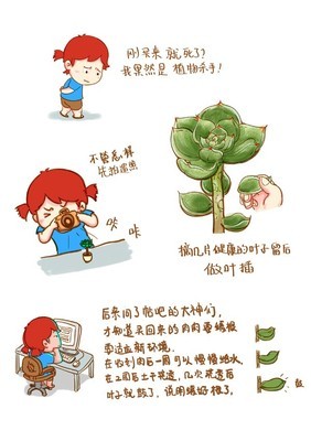 多肉缓根